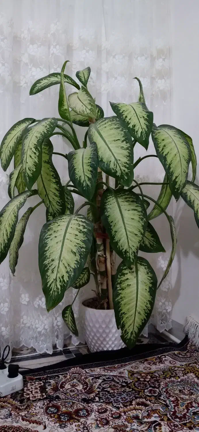 گل دیفن باخیا|گل و گیاه طبیعی|ایوان, |دیوار