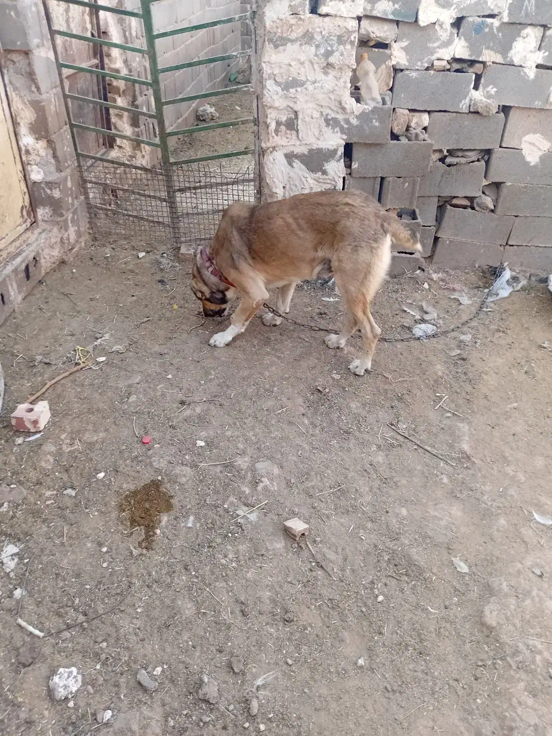 حیوان.|سگ|تربت جام, کاریز نو سفلی|دیوار