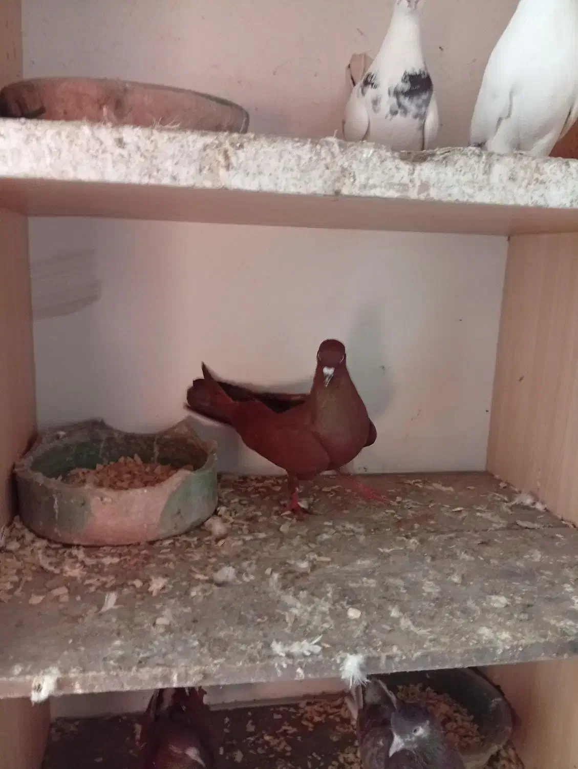 کبوتر سرخ انگلیسی|پرنده|رشت, کوی حسینی|دیوار