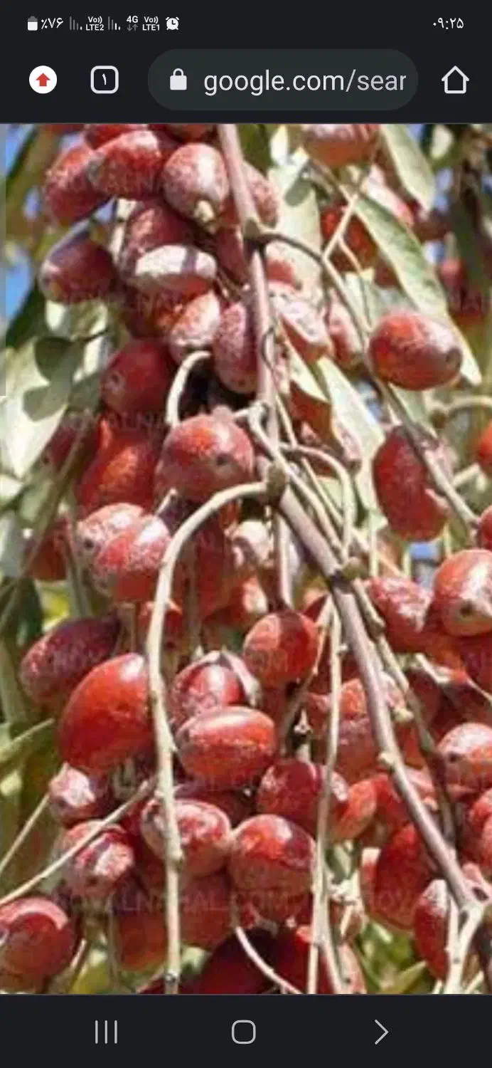 نهال سنجد حاج حسینی|گل و گیاه طبیعی|شیراز, گویم|دیوار