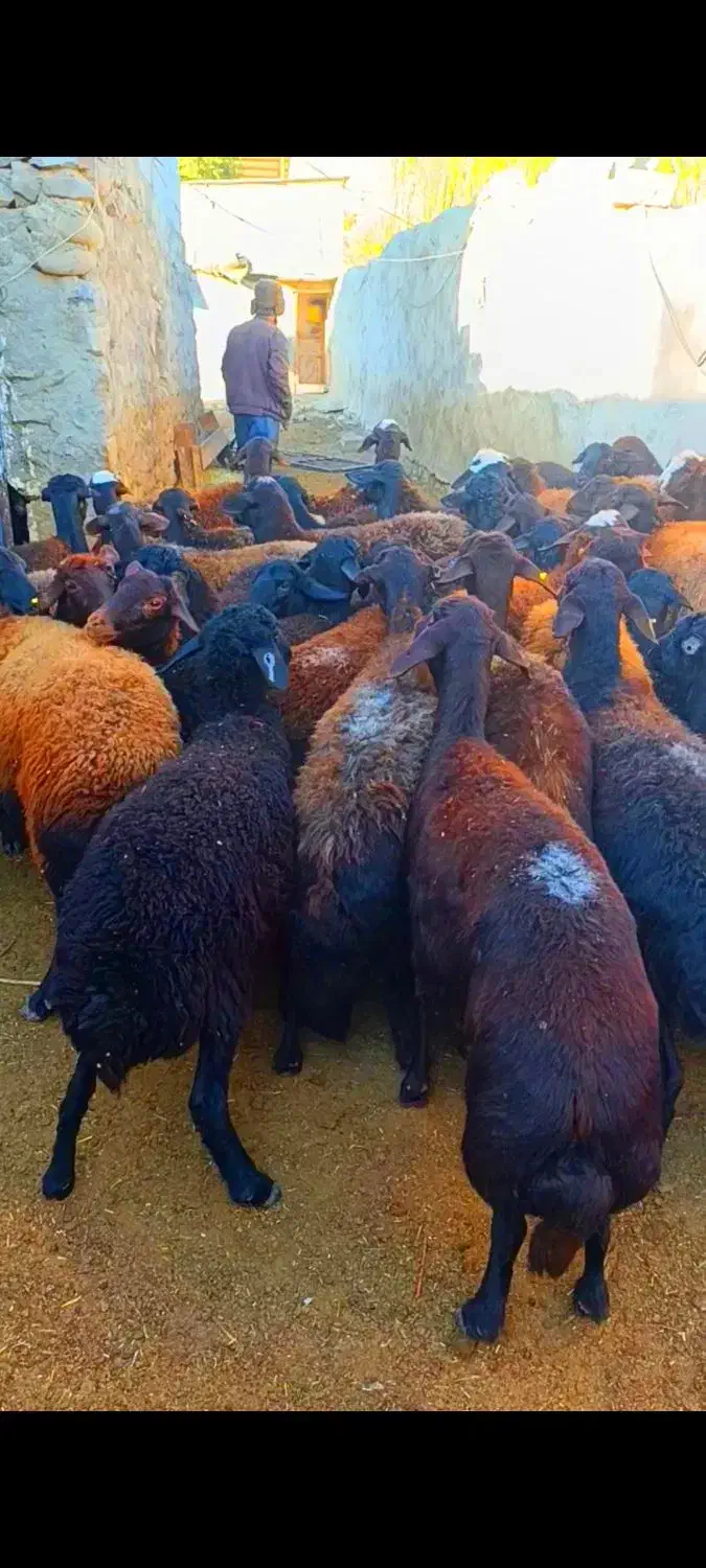 گوسفند ابستن|حیوانات مزرعه|تیکمه داش, |دیوار