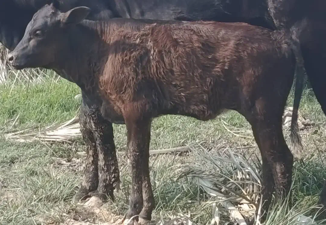 گاو گوساله گوسفند بز بره گاومیش در شادگان|حیوانات مزرعه|شادگان, |دیوار