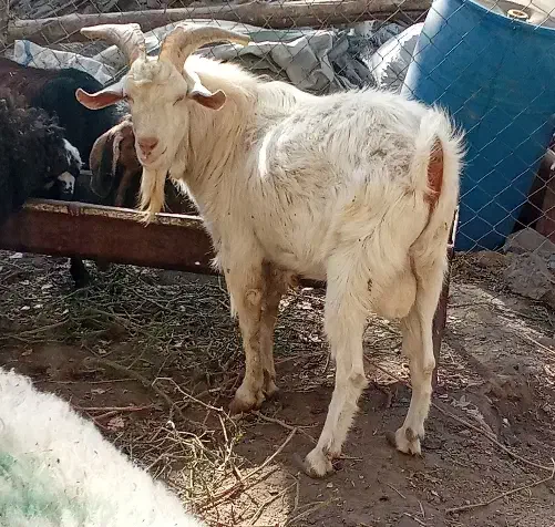 نر بز سانن|حیوانات مزرعه|سبزوار, قصبه شرقی|دیوار