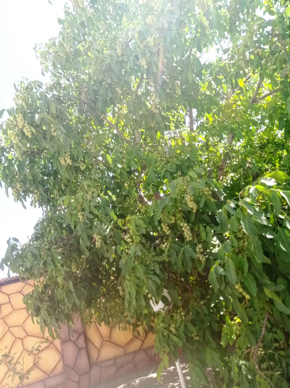 کلیه خدمات باغبانی و فضای سبز صفر تا صد|خدمات باغبانی و درختکاری|مشهد, فلسطین|دیوار