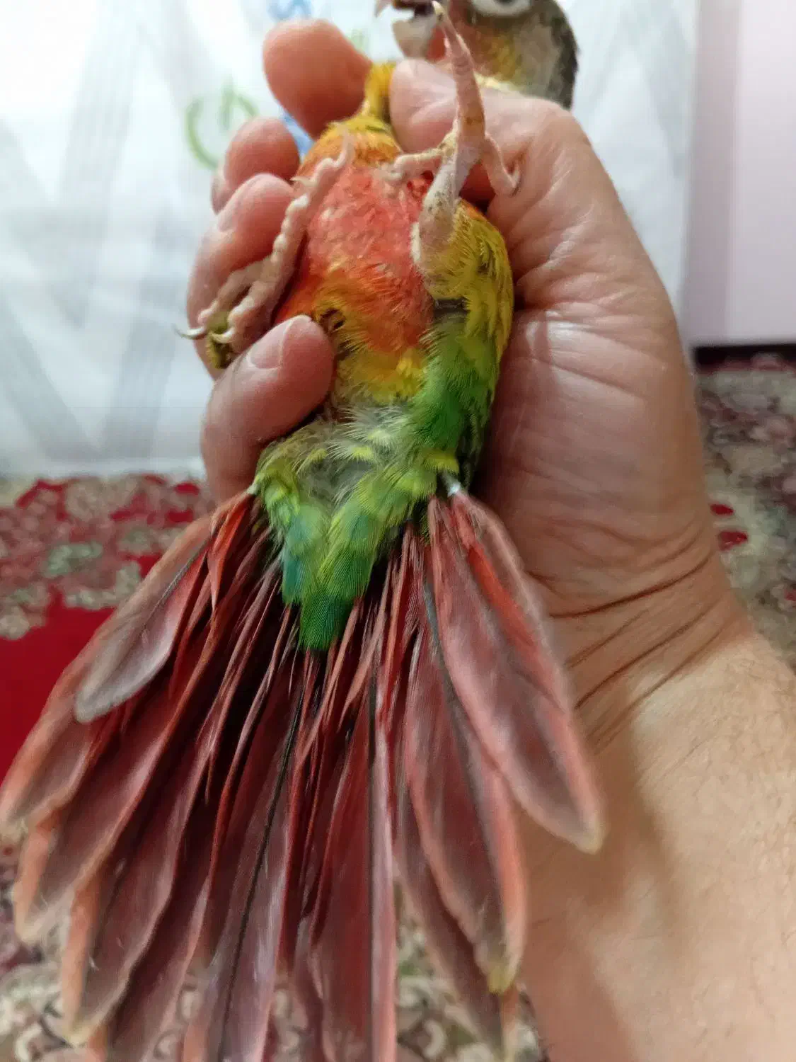 فروش جوجه گرینچیک|پرنده|کرمان, |دیوار