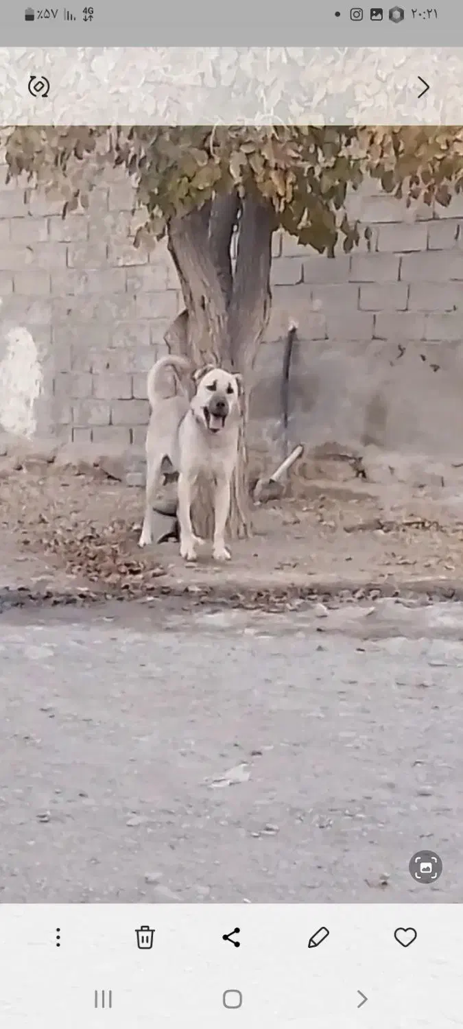 واگذاری سگ سرابی نر|سگ|اهر, |دیوار