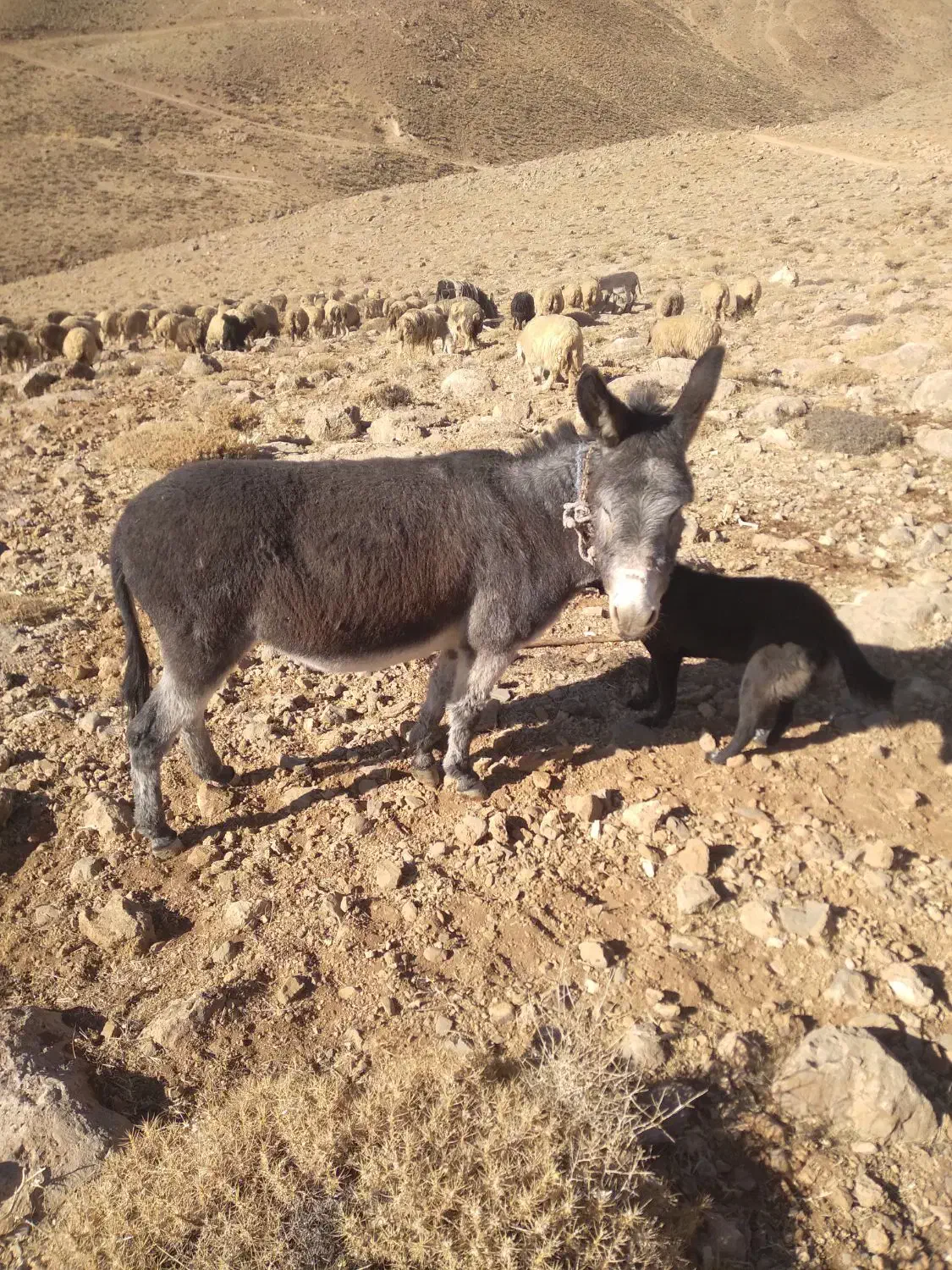 خر یا الاغ فروشی گله ای|حیوانات مزرعه|بلداجی, |دیوار