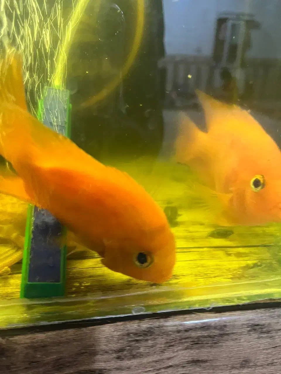 ماهی|ماهی|بجنورد, |دیوار