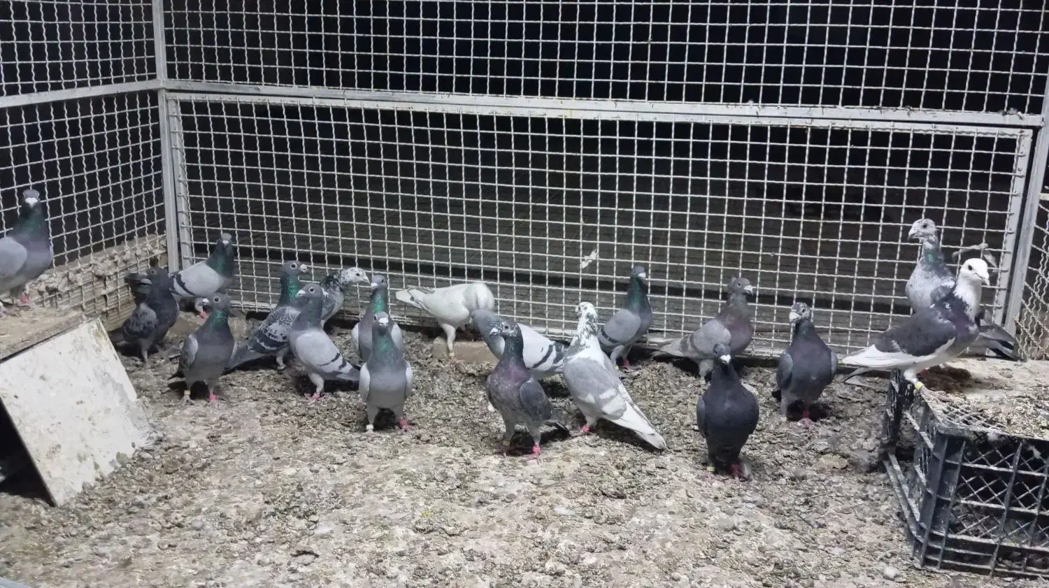 کفتر پلاکی کبوتر المانی|پرنده|رشتخوار, |دیوار