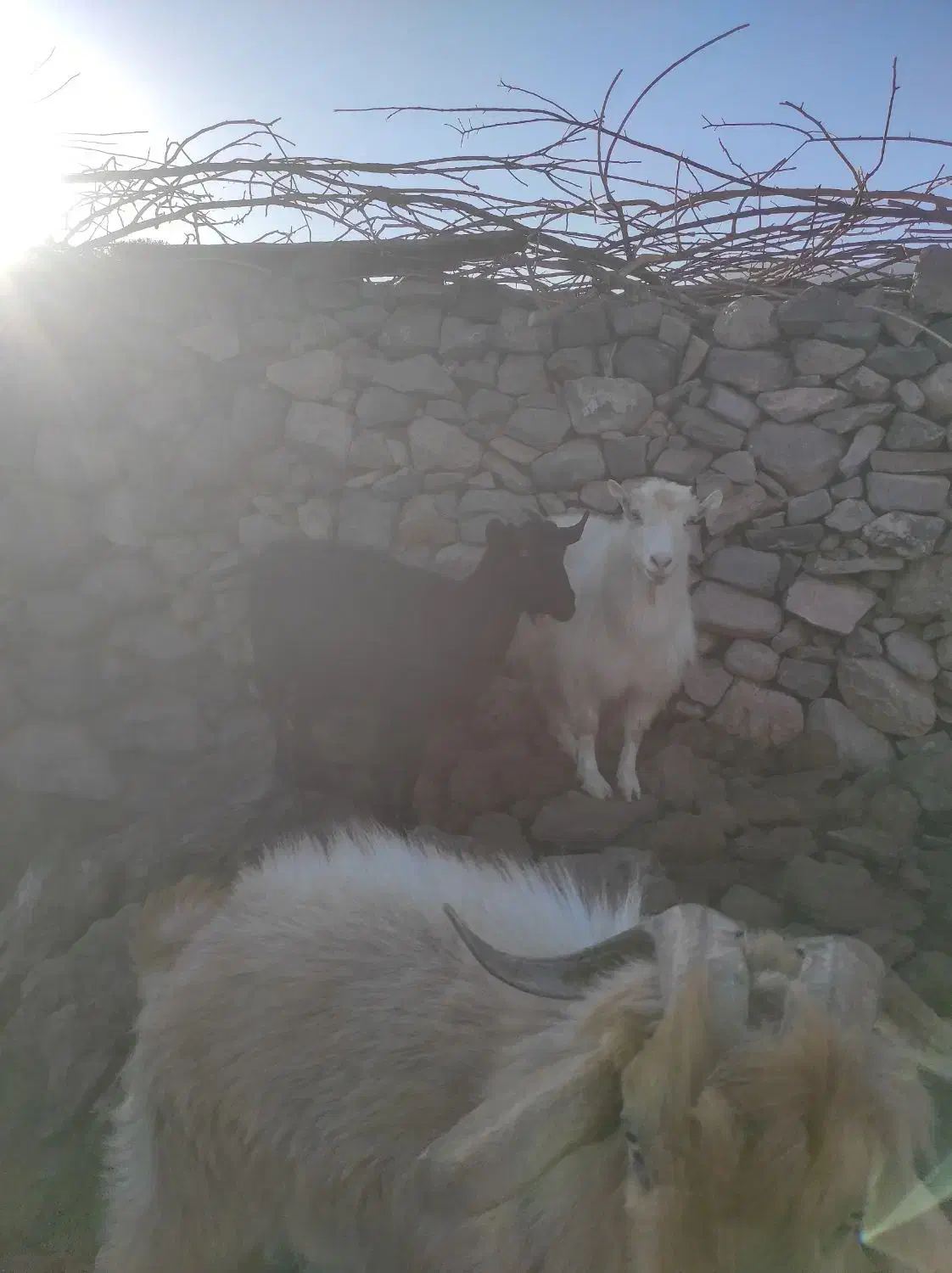 بز .کره .دم قسط چکی|حیوانات مزرعه|کرمان, |دیوار