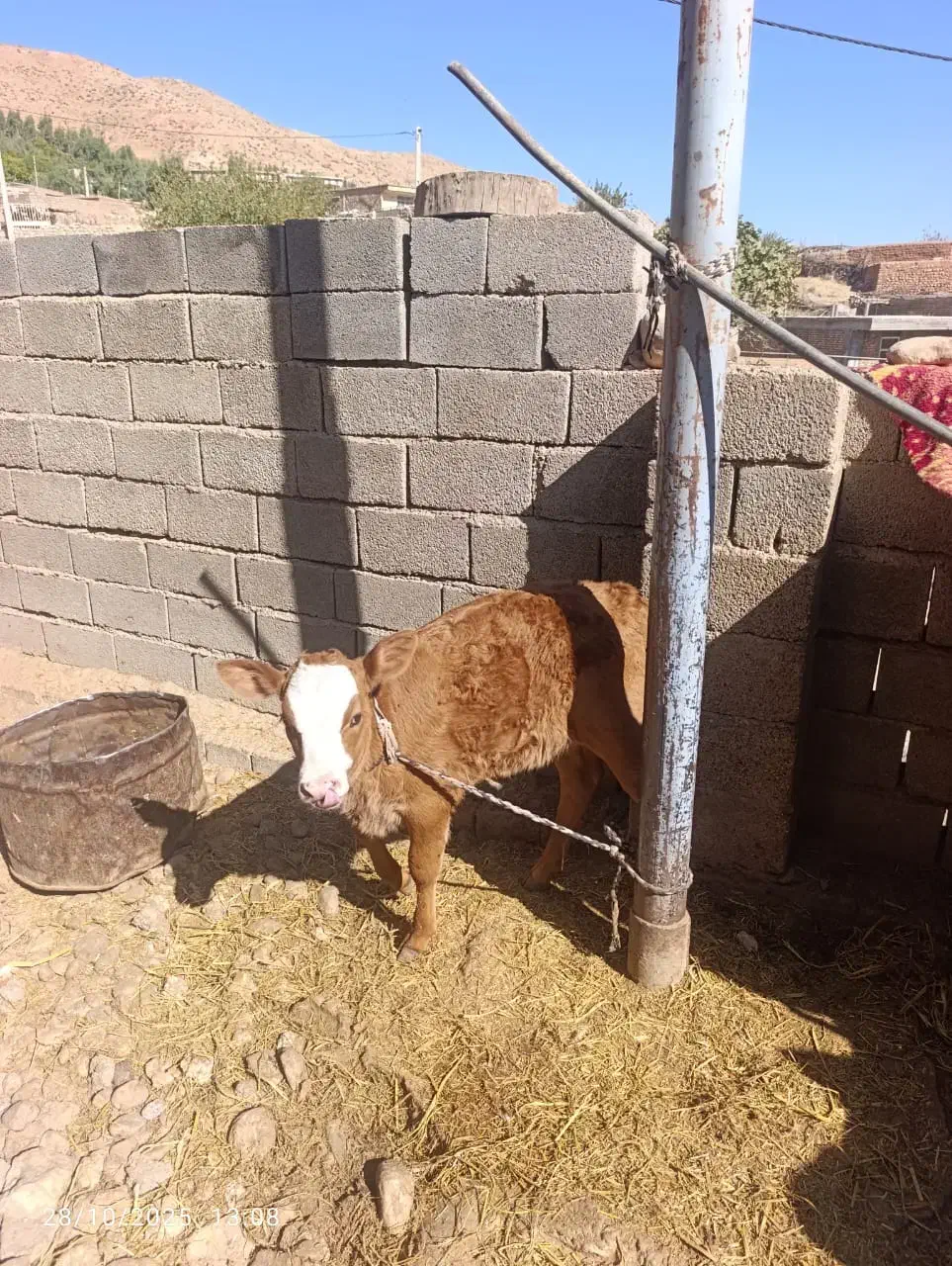 گاو گوساله میش گوسفند قوچ|حیوانات مزرعه|کارزان, |دیوار