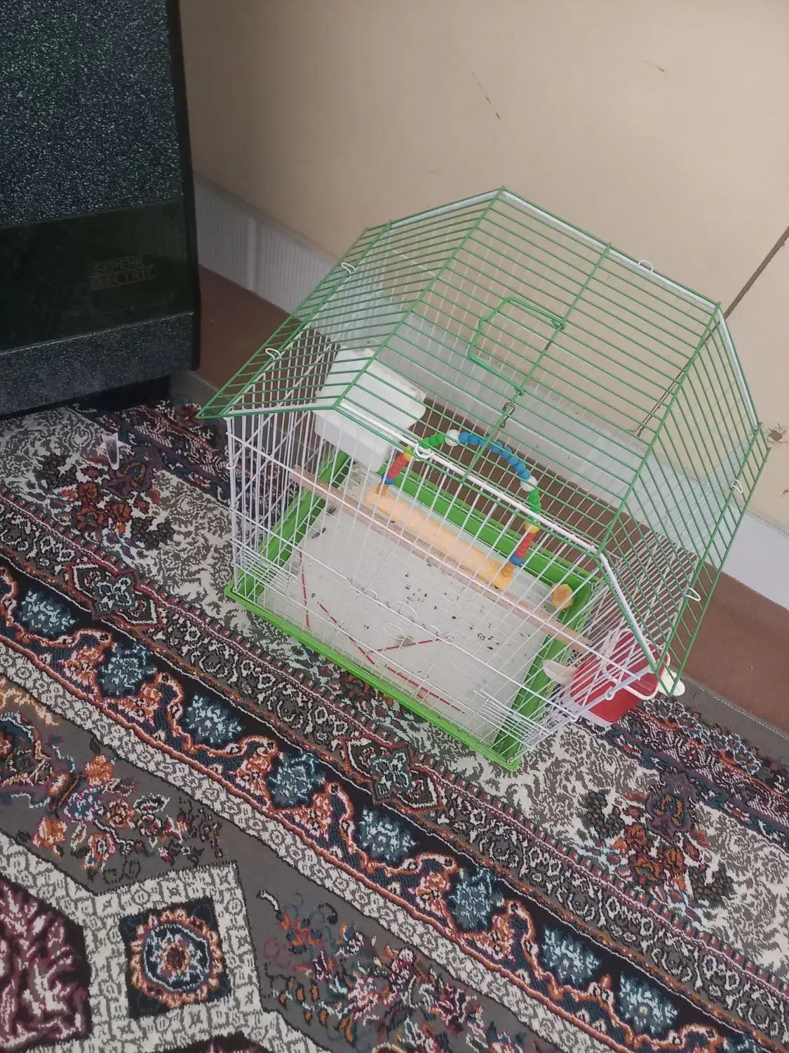 عروس هلندی پیداشده|حیوانات|میبد, |دیوار