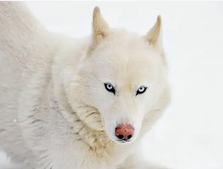 سگ هاسکی|سگ|زابل, |دیوار