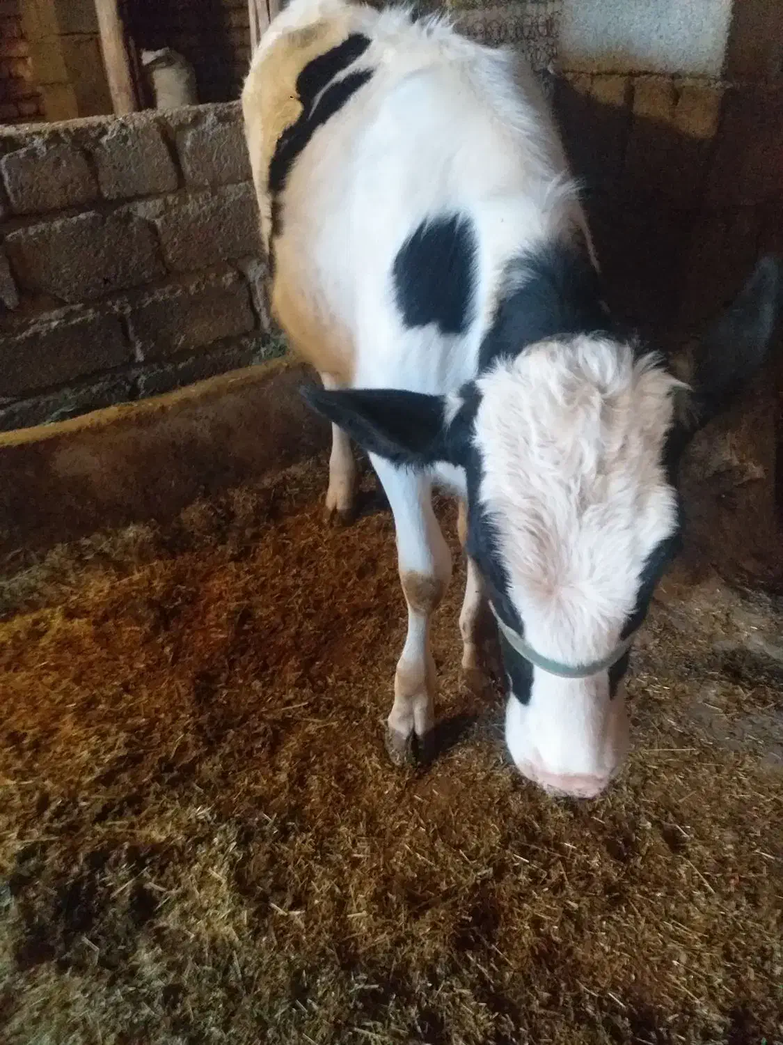 گوسفند|حیوانات مزرعه|سنقر, |دیوار