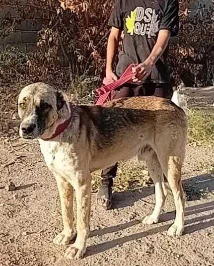 سگ سرابی|سگ|کرمان, |دیوار