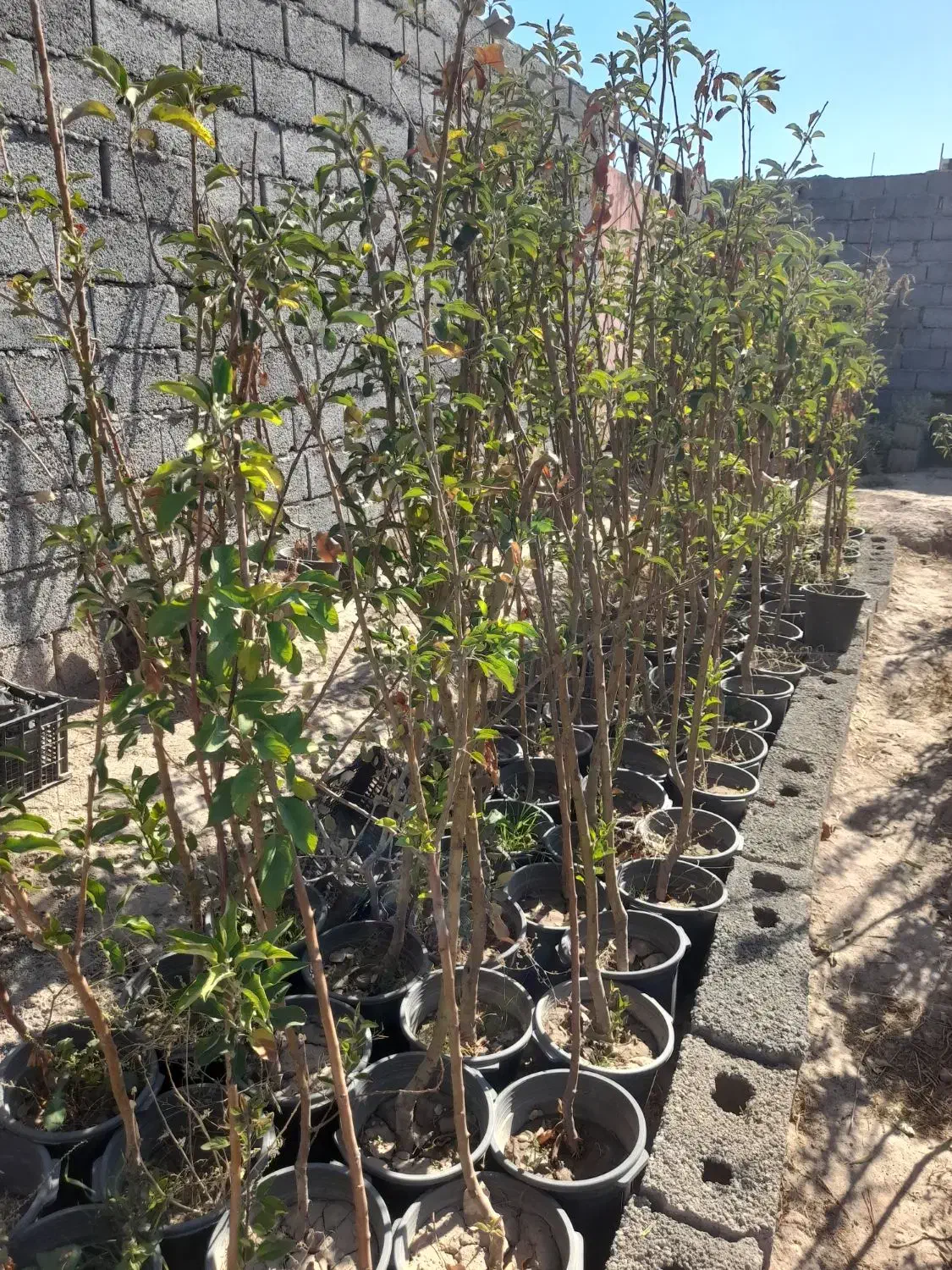 نهال فروشی|گل و گیاه طبیعی|خسروشاه, |دیوار