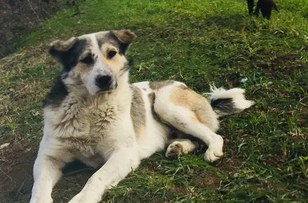 گمشده  به یابنده مژدگانی داده می شود|سگ|گرگان, |دیوار