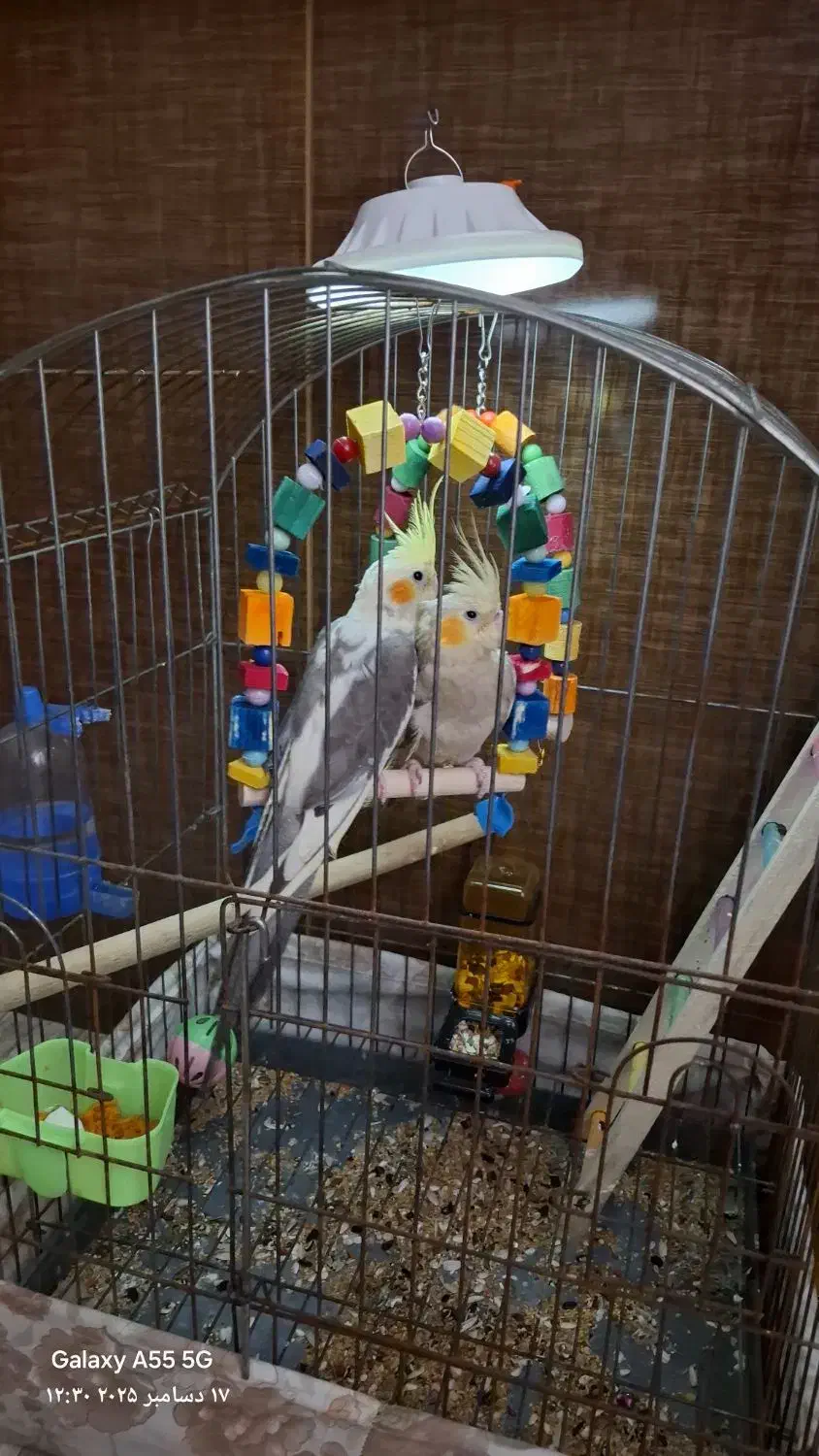 عروس هلندی|پرنده|لاهیجان, کوی آزادگان|دیوار