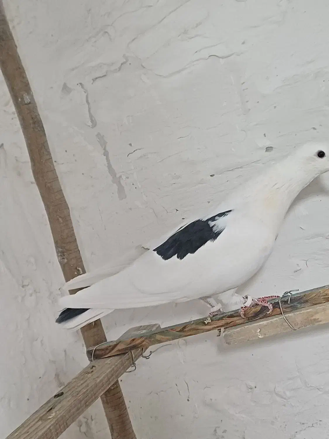 ی نر لک دوش|پرنده|شهریار, شهریار|دیوار