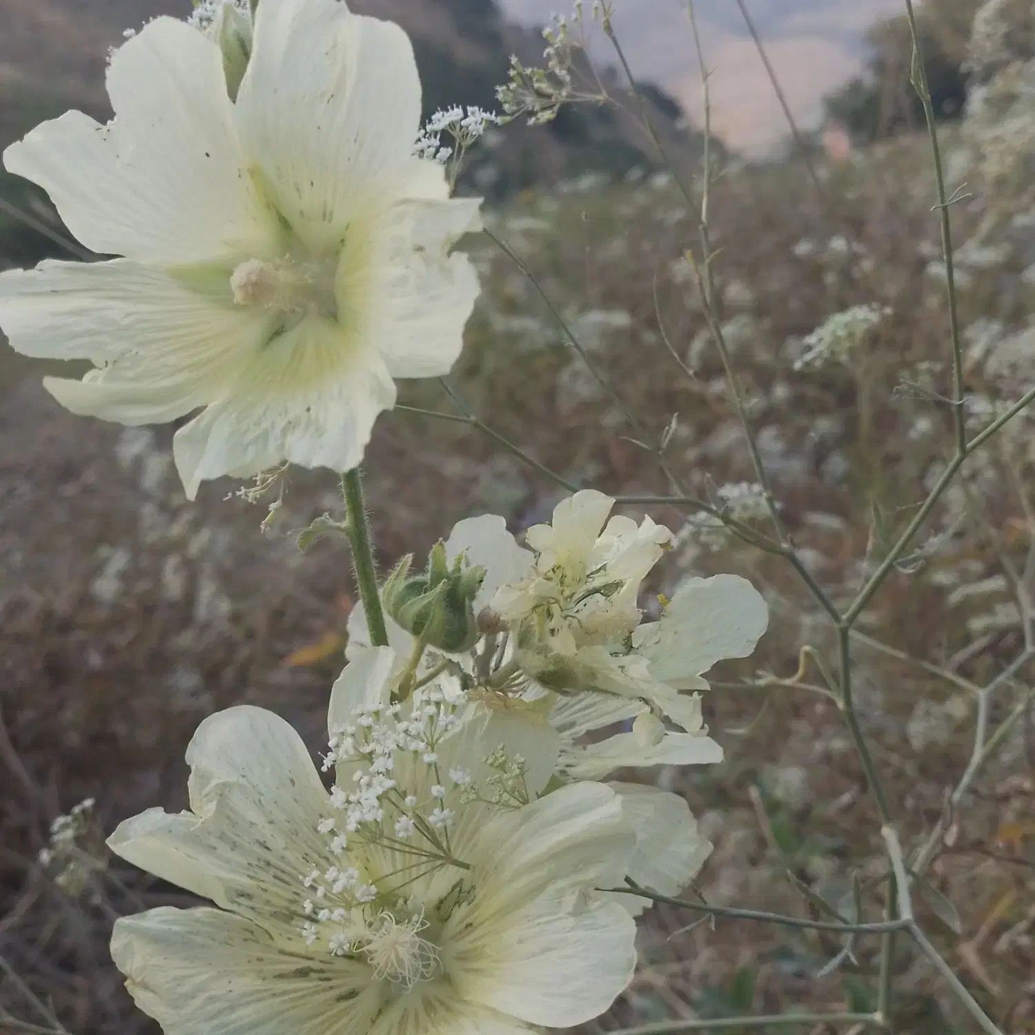 کارگر ساده برای پرتقال چینی وباغّبانی ازبجنورد|خدمات باغبانی و درختکاری|ساری, |دیوار