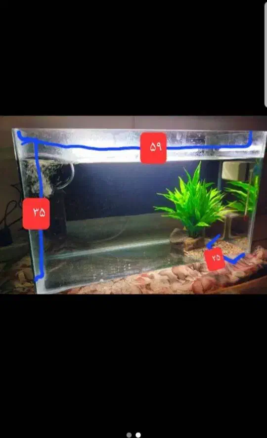 آکواریوم شیشه ای|ماهی|پردیس, فاز ۵|دیوار