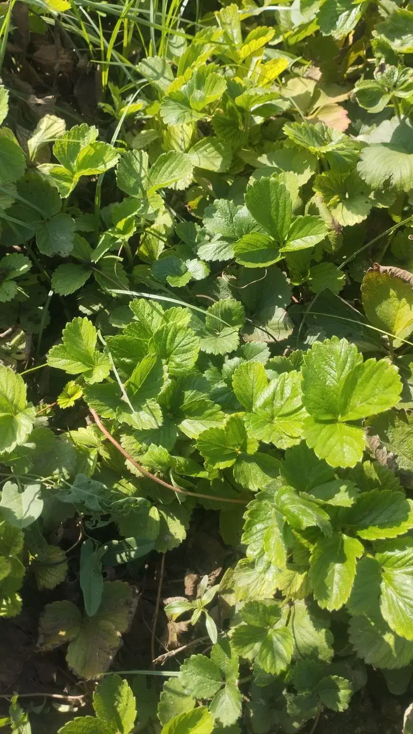 نهال توت فرنگی سابرینا و کاماروس|گل و گیاه طبیعی|مزرعه کتول, |دیوار