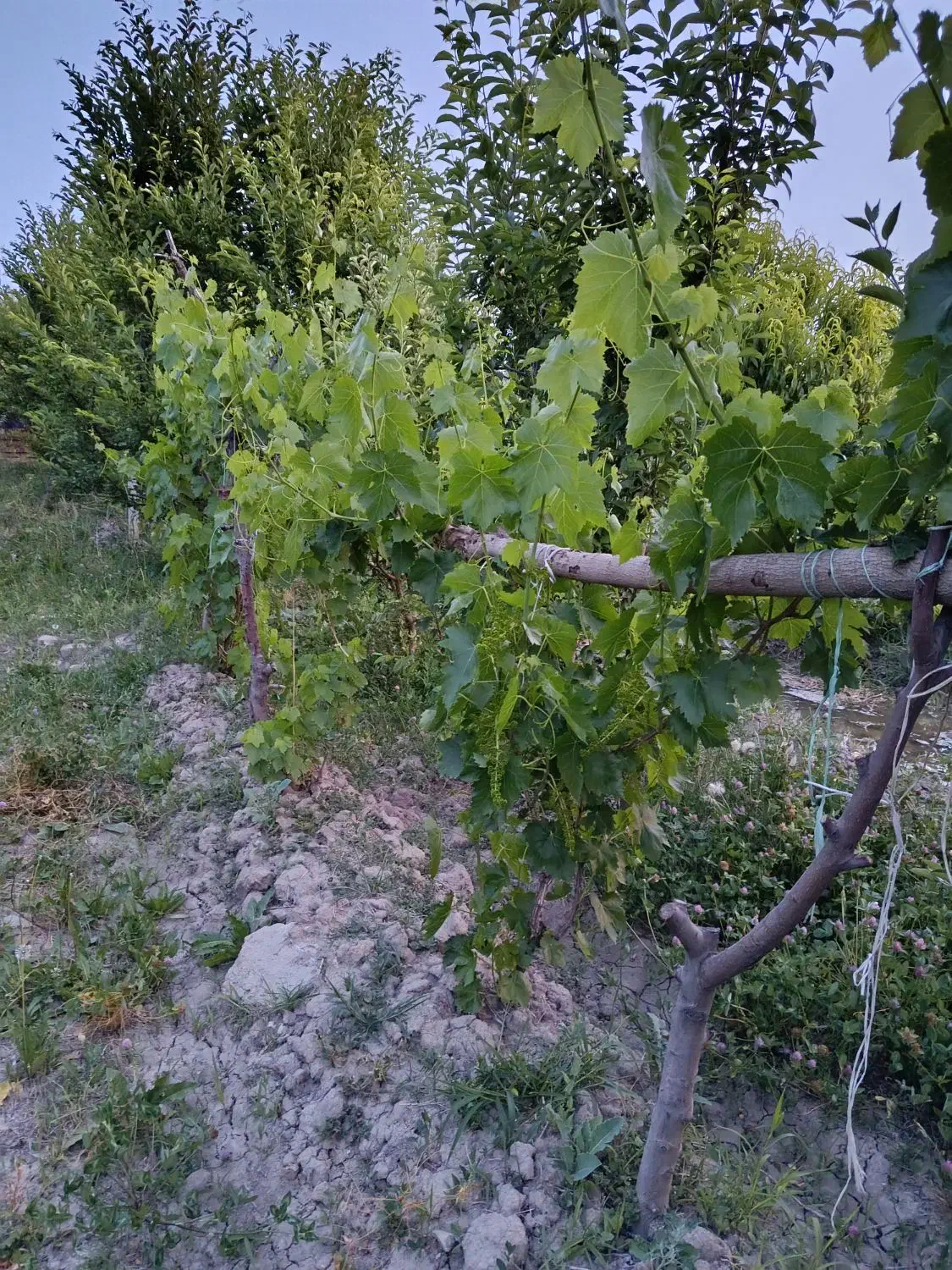 فروش باغچه درعربلوی دره|فروش زمین و ملک کلنگی|نوشین شهر, |دیوار