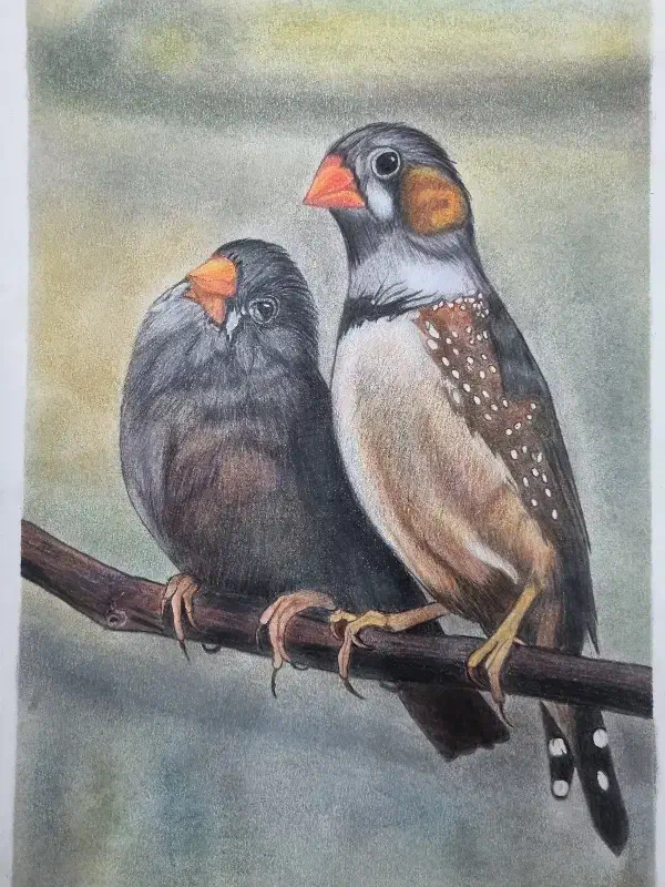 نقاشی فنچ با مداد رنگی|تابلو، نقاشی، عکس|یزد, |دیوار