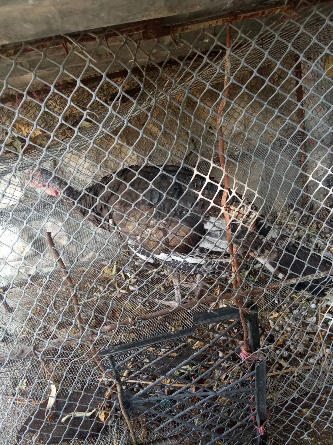 فروش بوقلمون نر جوان|حیوانات مزرعه|ایذه, |دیوار