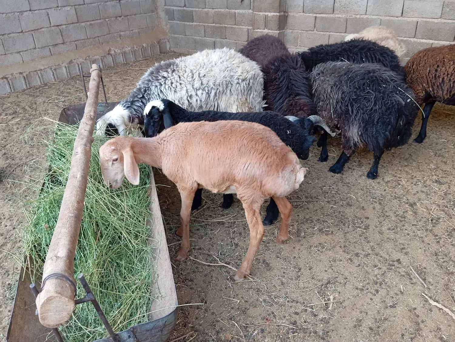 فروش گله گوسفند و بز|حیوانات مزرعه|جنت, |دیوار