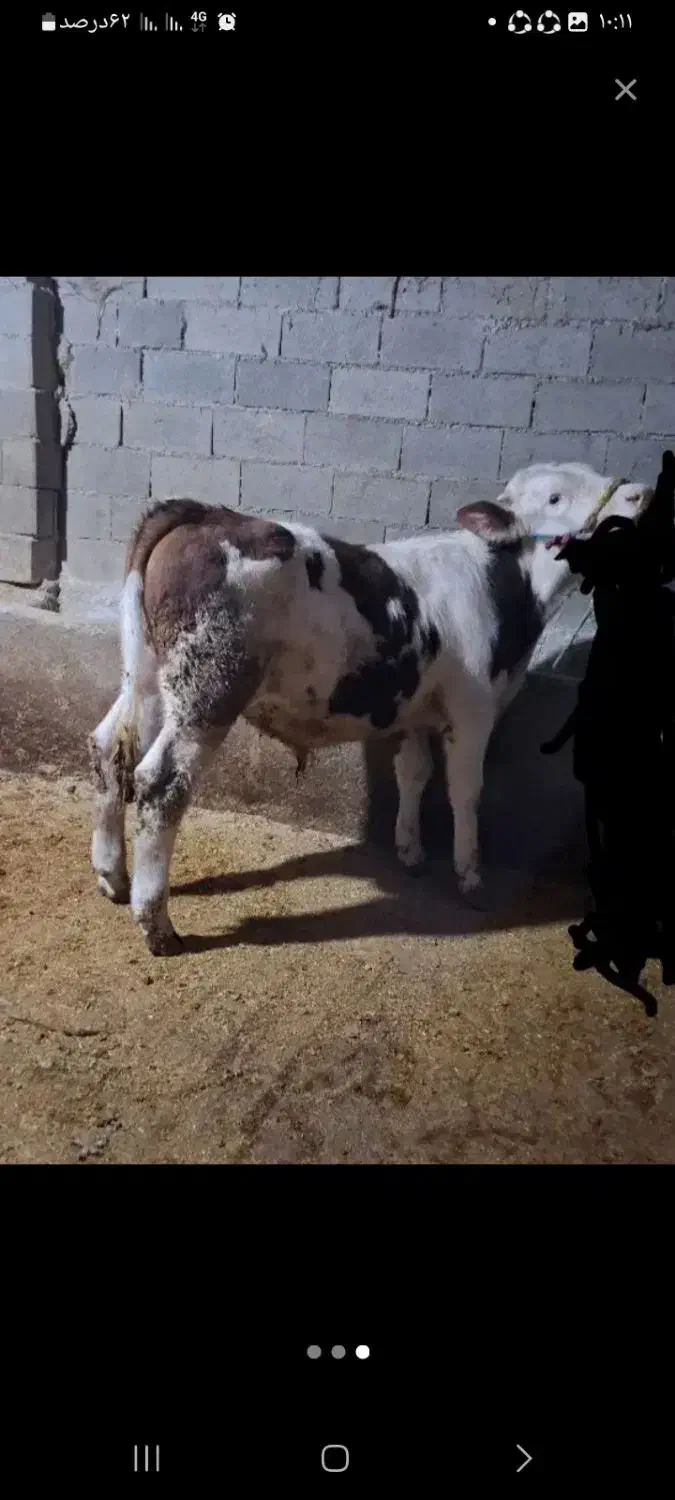 گوساله نر|حیوانات مزرعه|مینودشت, |دیوار