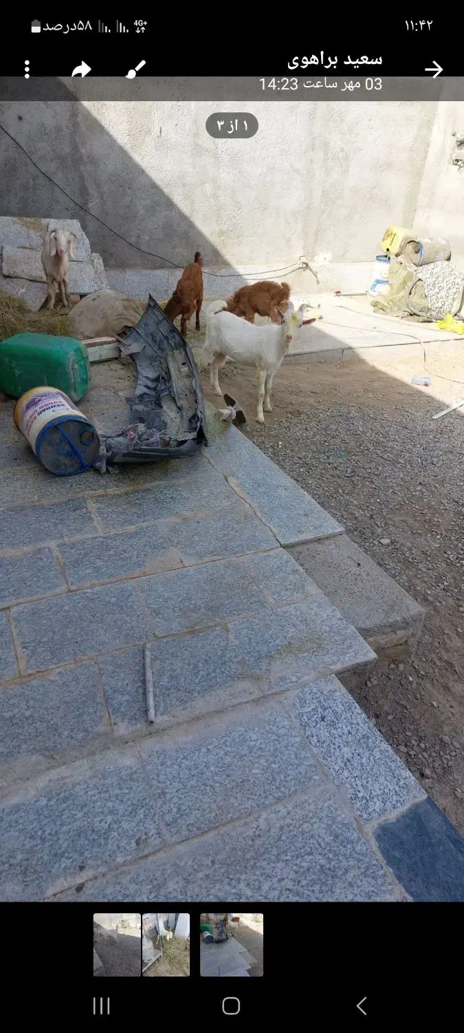 بز سانا|حیوانات مزرعه|نهبندان, |دیوار