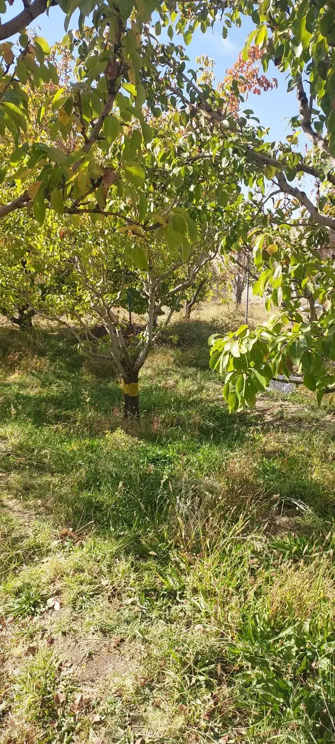 باغ ۵۰۰ متر کنار جاده اصلی،شبستر،علیبیگلو|فروش خانه و ویلا|شبستر, |دیوار