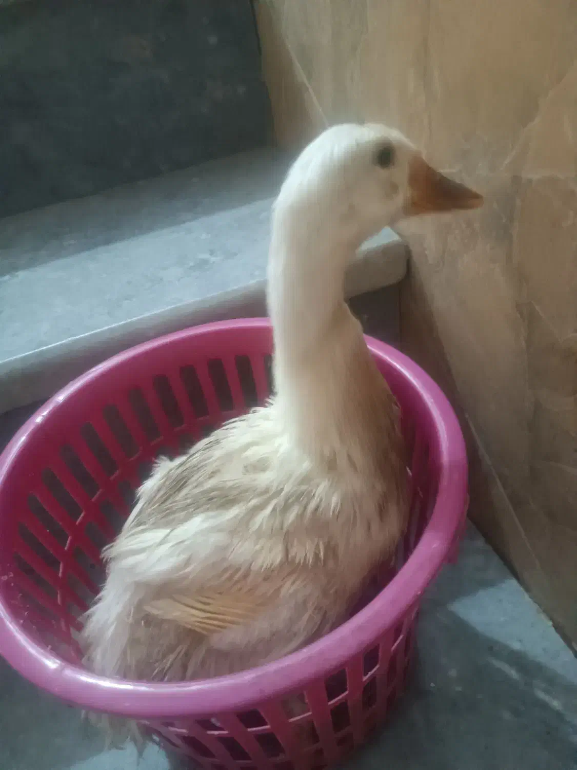 مرغابی اردک|حیوانات مزرعه|شیراز, پانصد دستگاه ارتش|دیوار