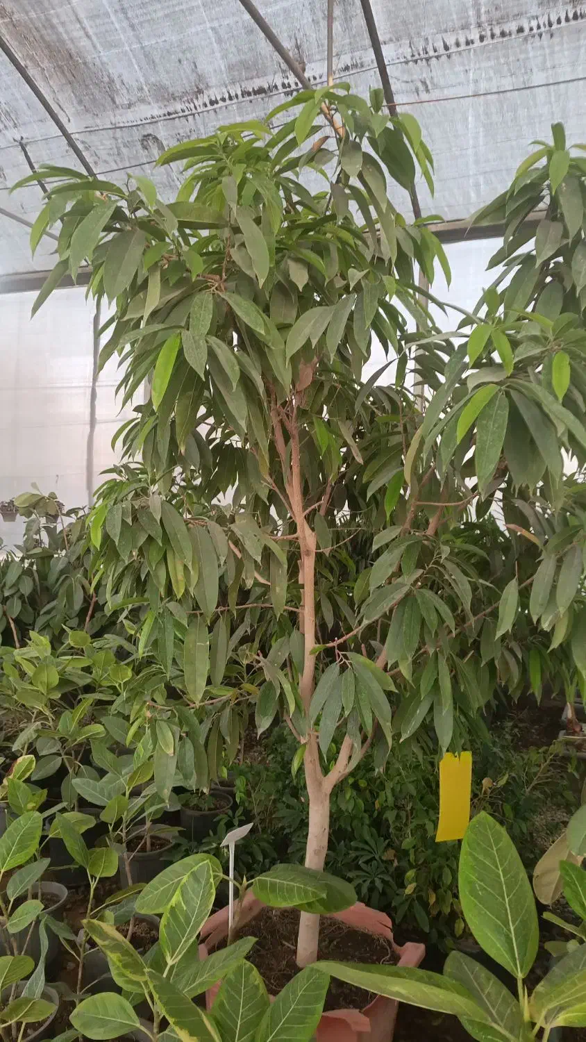 همکاری با نصفه کار گیاهان آپارتمانی در گلخانه|استخدام صنعتی، فنی، مهندسی|تهران, میدان میوه و تره‌بار مرکزی|دیوار