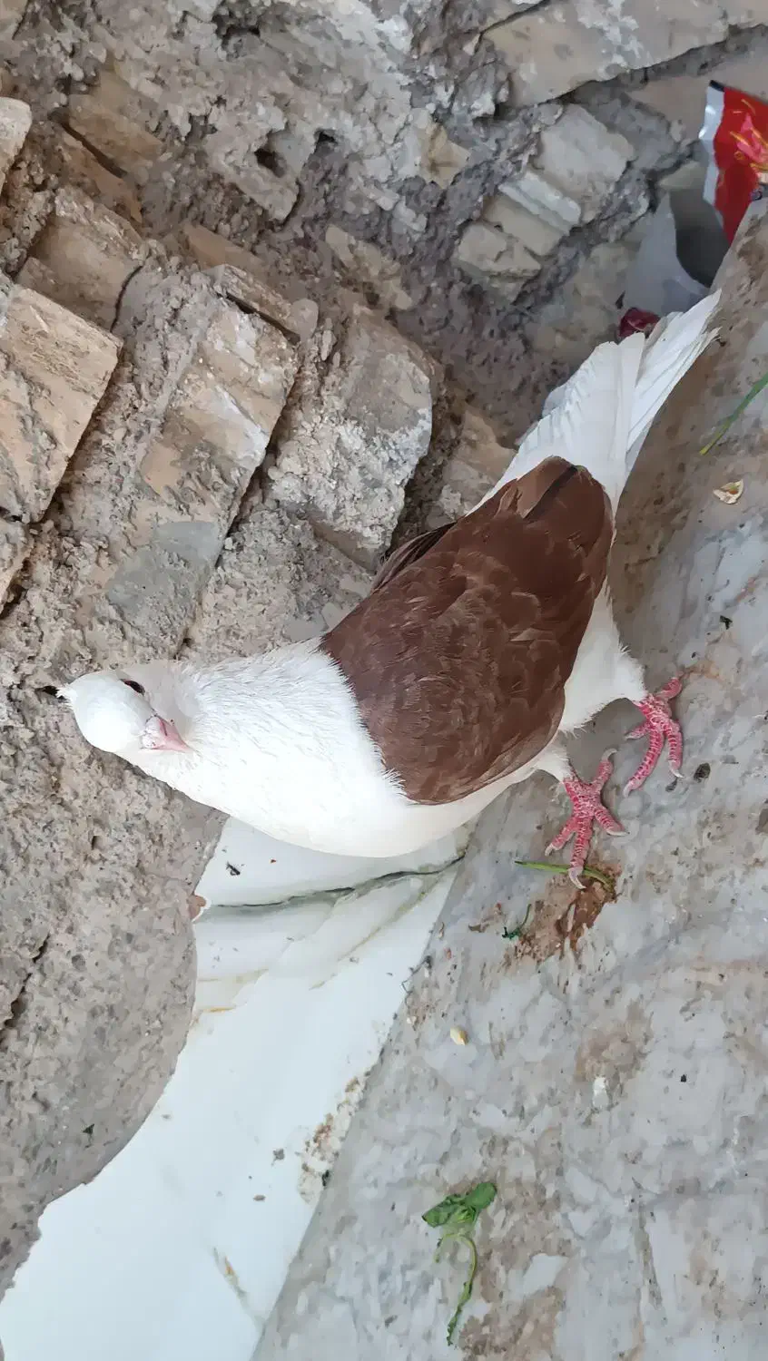 کفتر رنگی|پرنده|خرمشهر, |دیوار