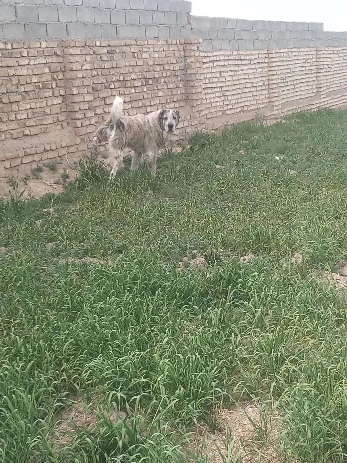 سگ گله و نگهبان|سگ|تربت جام, پارک جنگلی|دیوار