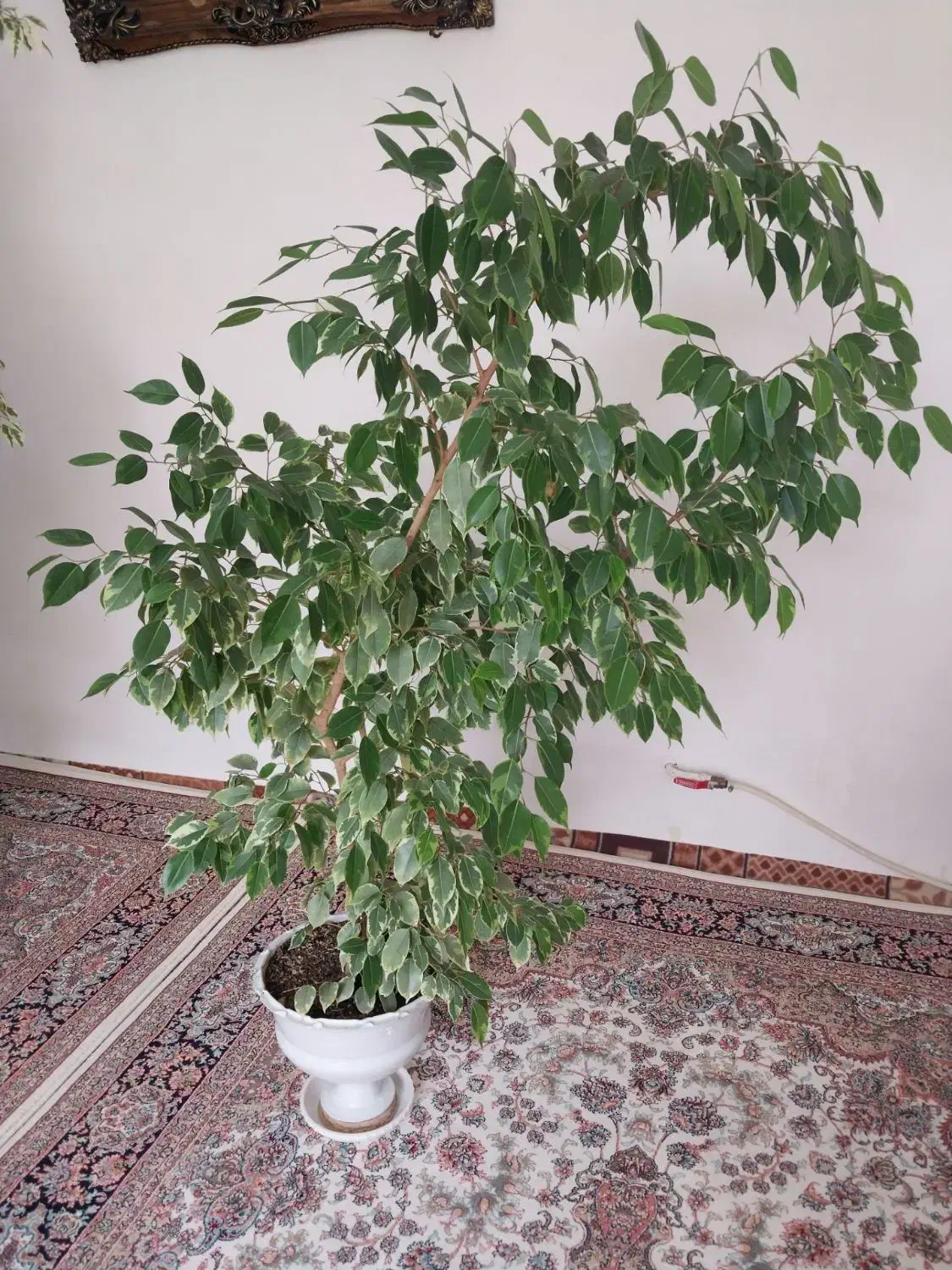 گل‌ فروش|گل و گیاه طبیعی|اسکو, |دیوار