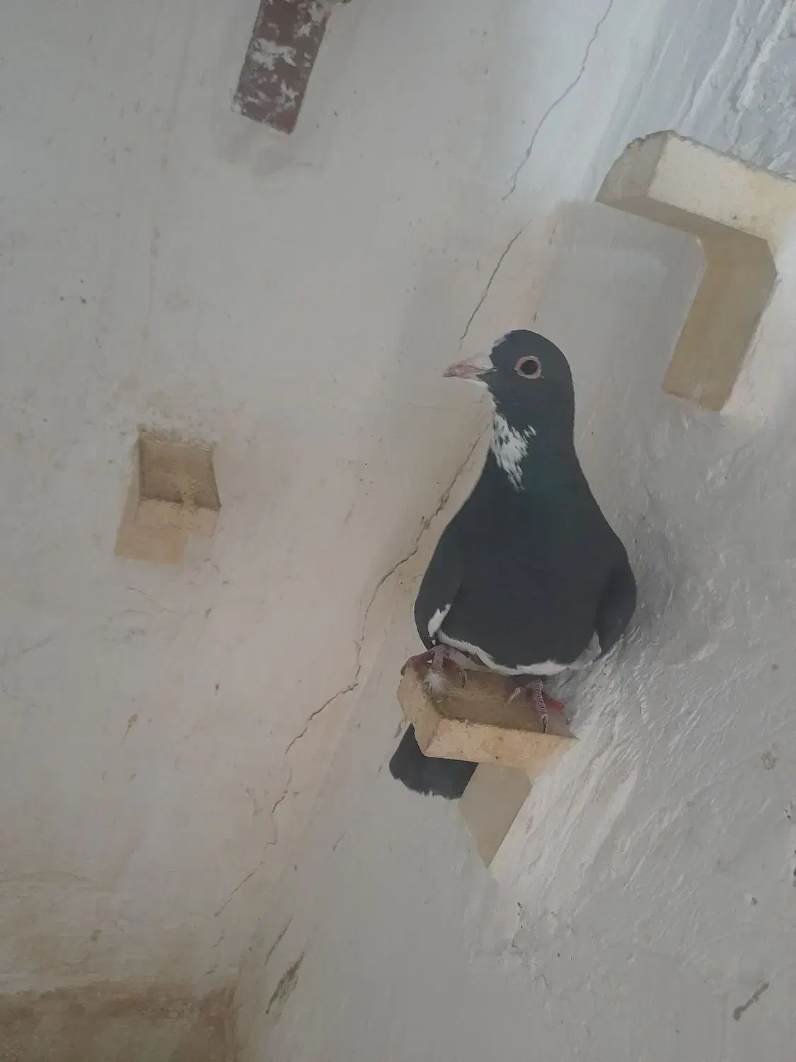 نر سیاه پلنگ|پرنده|زرند, |دیوار