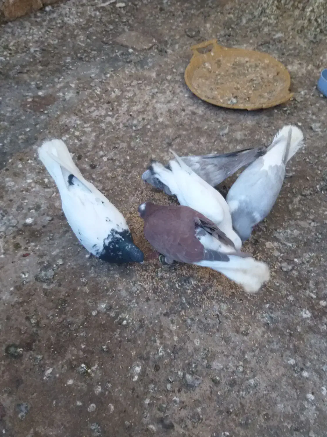 کفتر رنگی پرشی|پرنده|مشهد, کوشش|دیوار