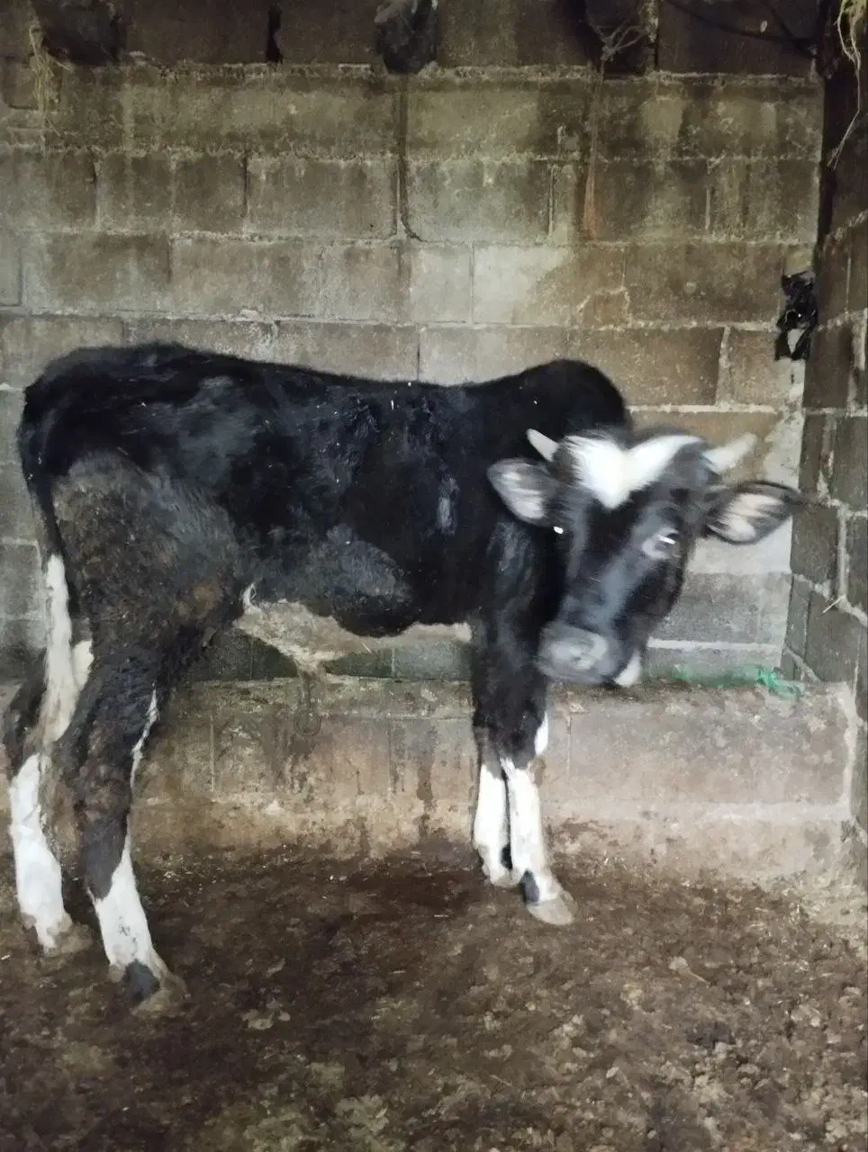 فروش گوسالا|حیوانات مزرعه|نوشهر, |دیوار