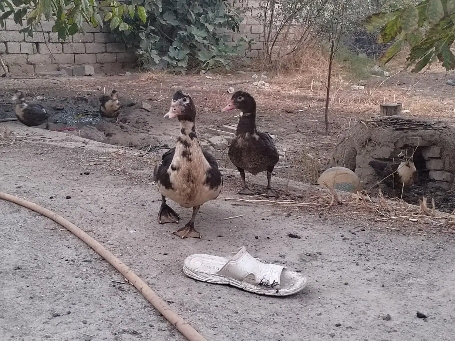 اردک|حیوانات مزرعه|محمدبار, |دیوار