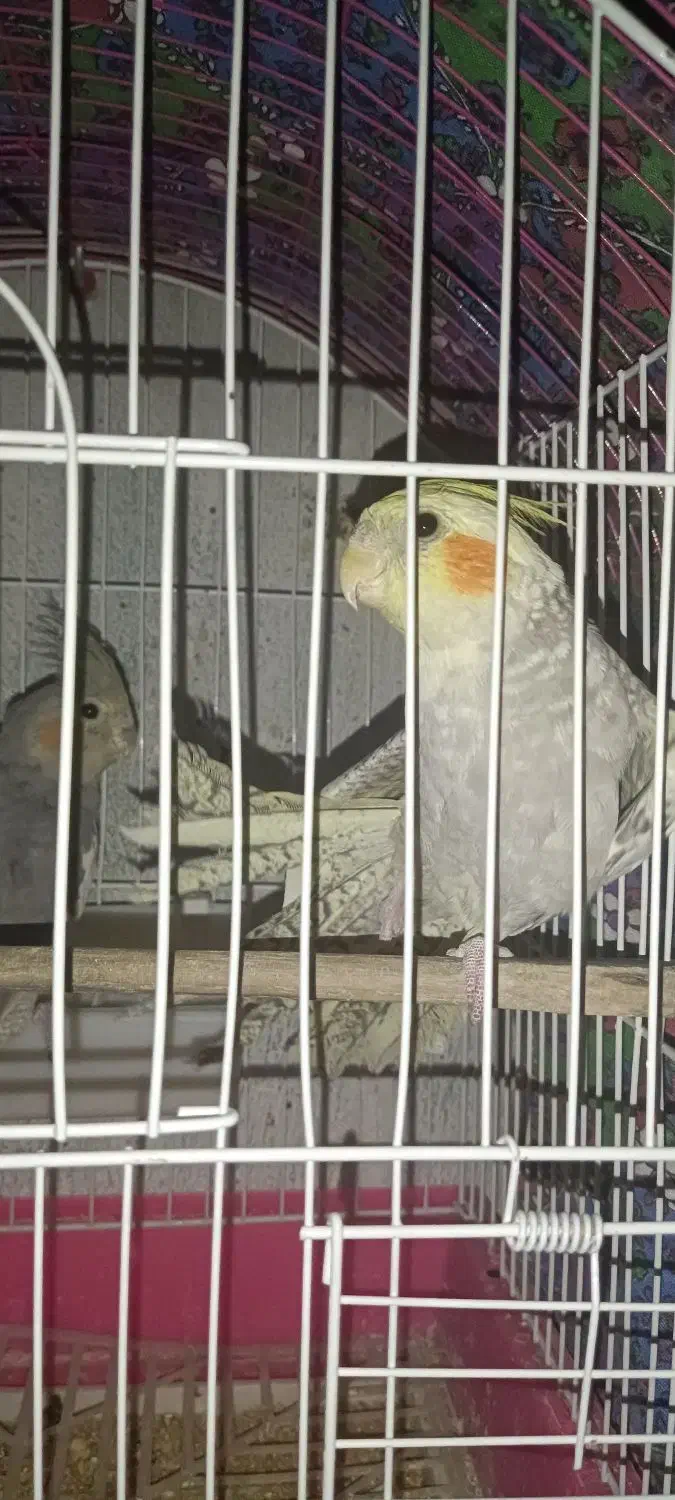 عروس هلندی یک جفت|پرنده|تهران, دهم فروردین|دیوار