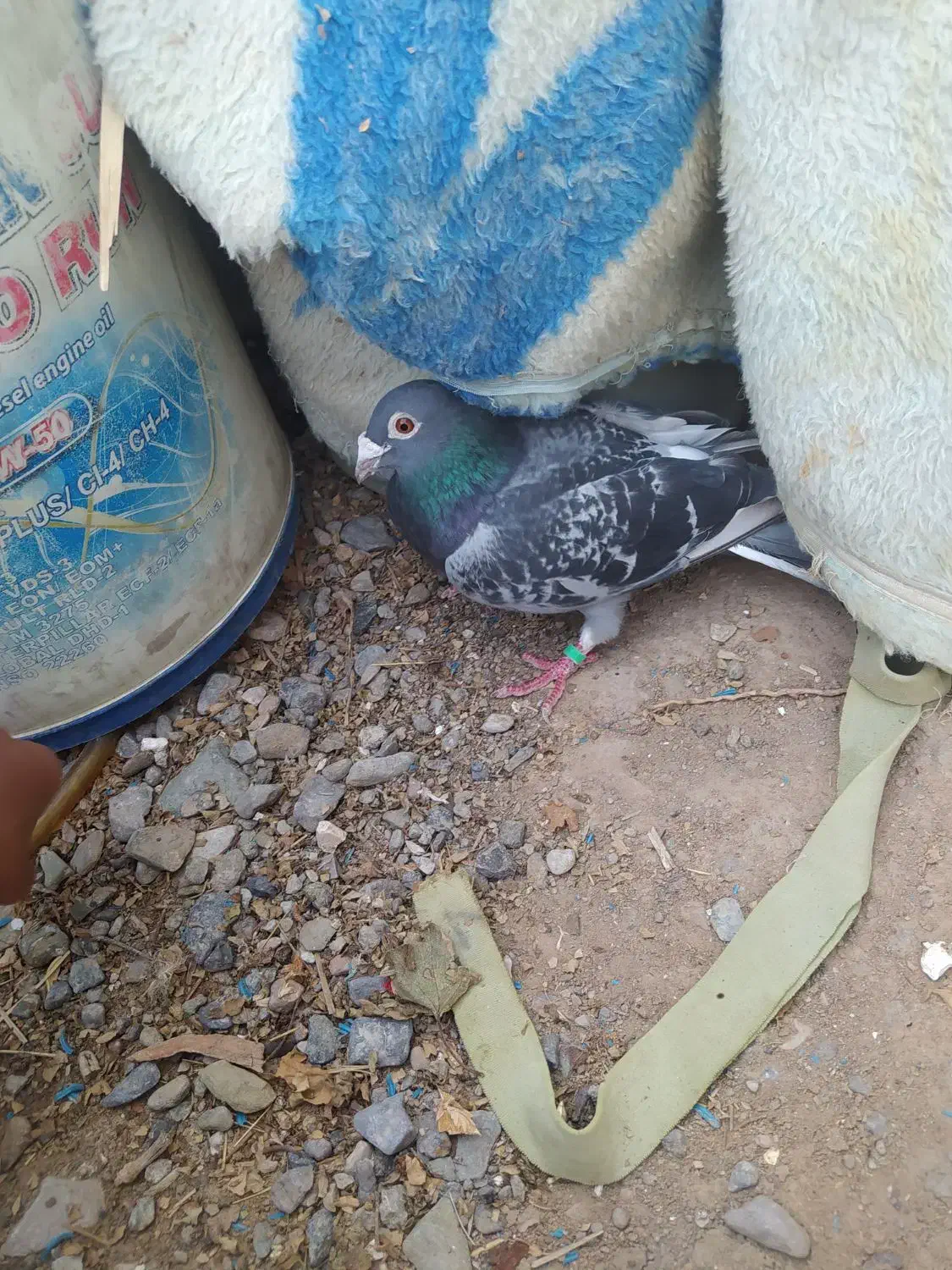 کفتر|پرنده|نهبندان, |دیوار