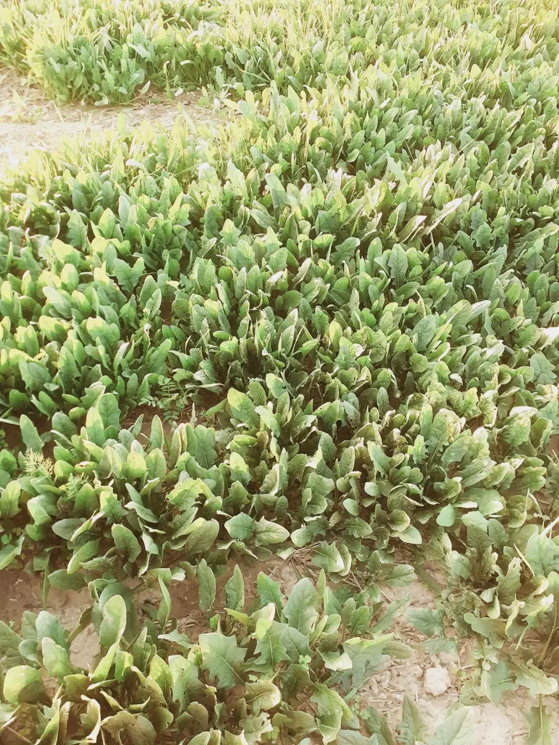 اسفناج علا تازه با قیمت مناسب|خوردنی و آشامیدنی|سرخنکلاته, |دیوار