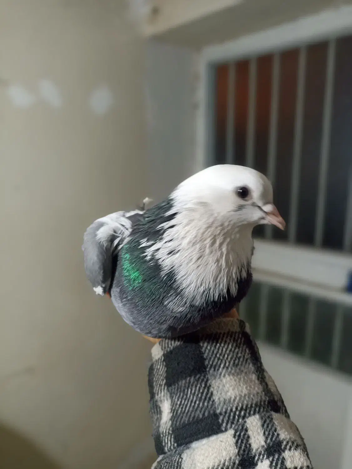 کفتر کبوتر|پرنده|رشت, یخسازی|دیوار