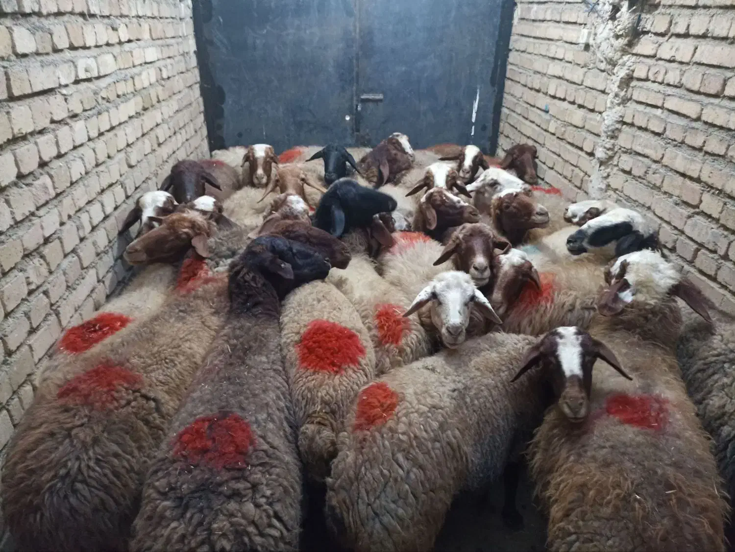 گوسفند بیست و هفت راس جوان ابستنو یک راس قوچ مغان|حیوانات مزرعه|قروه, |دیوار