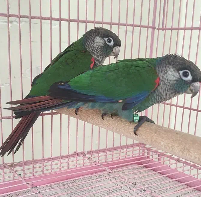 گرینچیک|پرنده|خمینیشهر, |دیوار