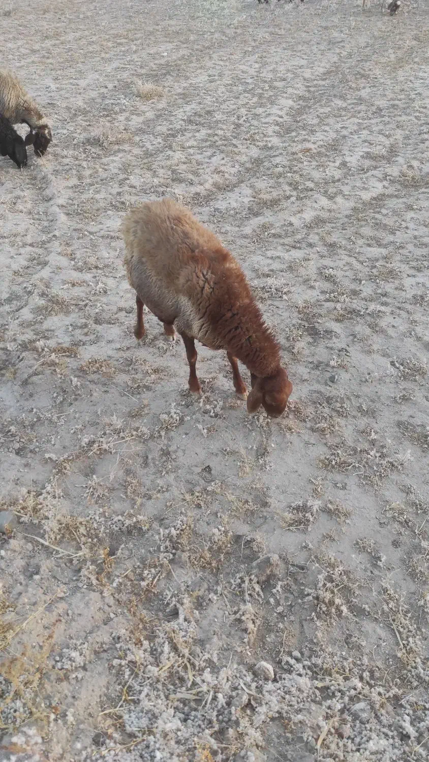 میش افشار|حیوانات مزرعه|نهبندان, |دیوار