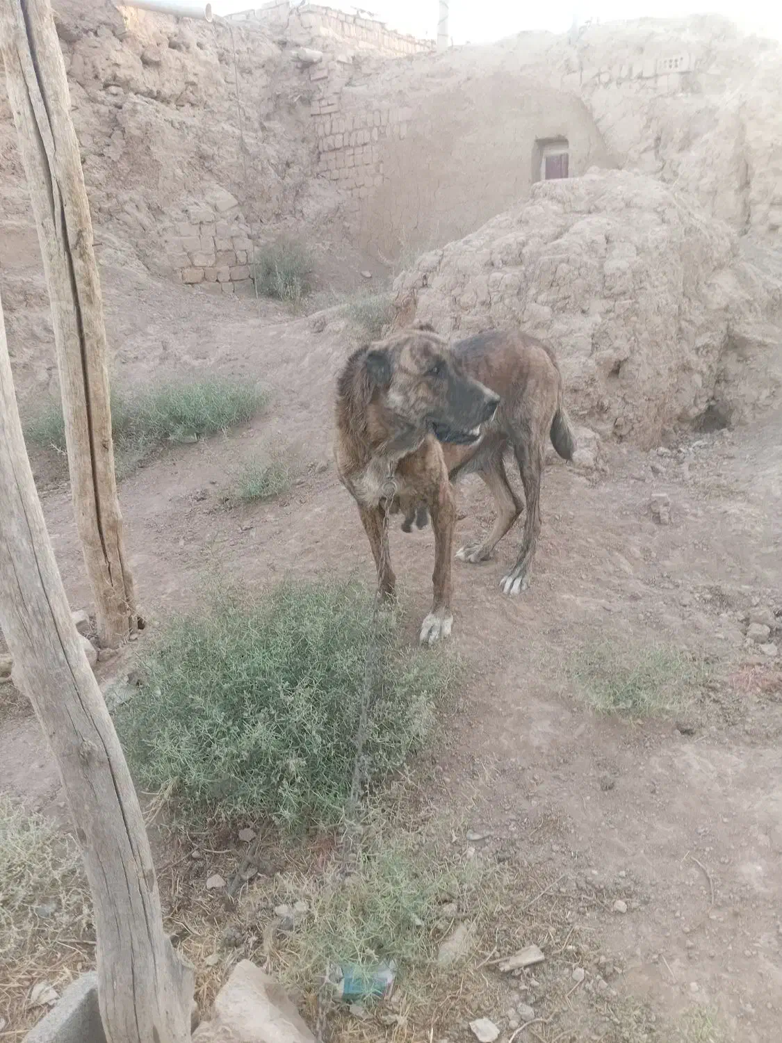 سرابی ماده|سگ|شراء, |دیوار